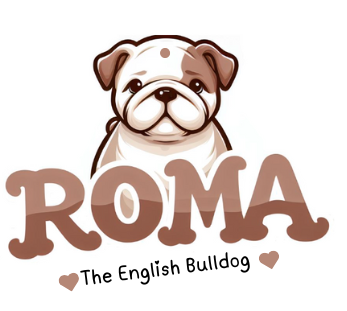 Roma The English Bulldog